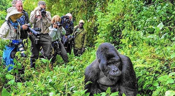 Mountain Gorillas in Bwindi