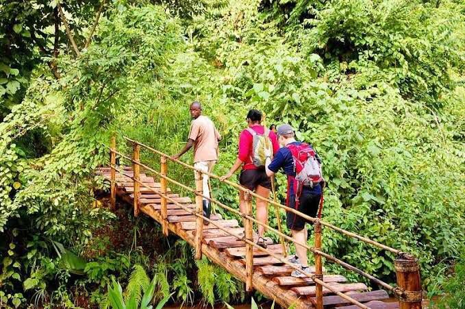 Forest Trail in Bwindi