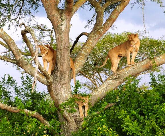 Tree-climbing lions in Queen Elizabeth