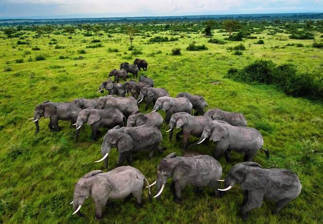 Savannah Wildlife