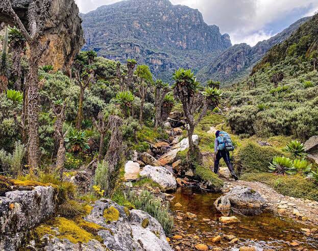 Rwenzori Peaks